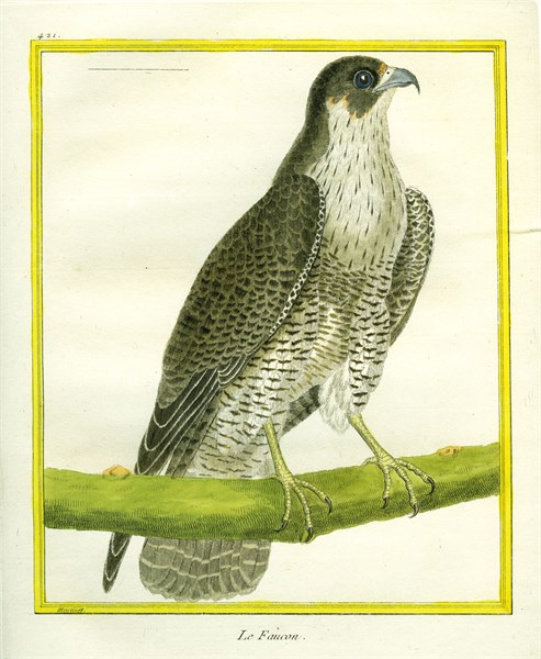 Falcon