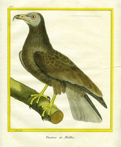 Le Vautour de Malte