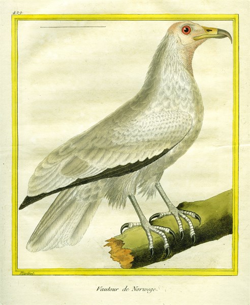 Le Vautour de Norvège