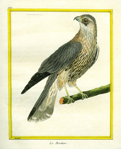 Merlin