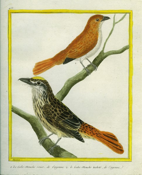 White-bellied Blue Flycatcher and Spotted Flycatcher
