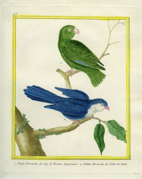 Green-rumped Parrotlet and Blue Lorikeet