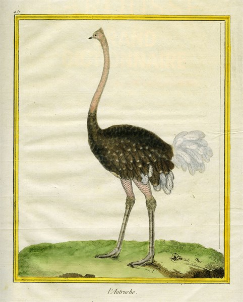L'Autruche