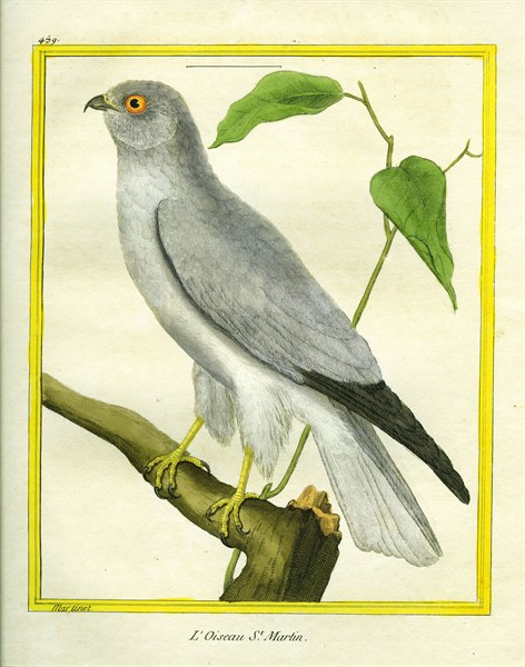 L'Oiseau Saint-Martin