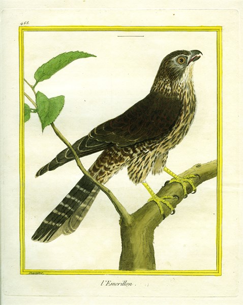 Merlin