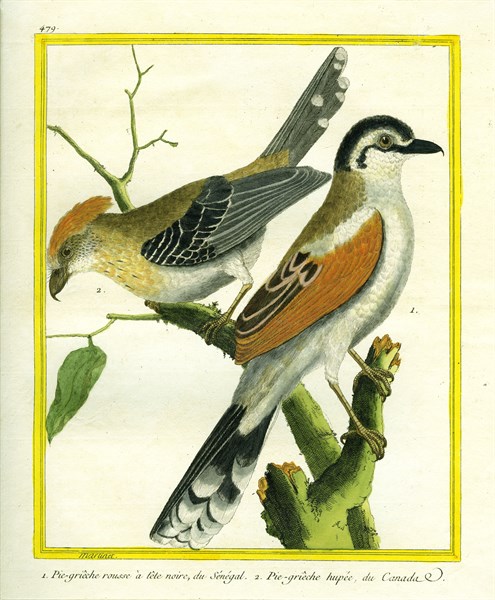 Black-crowned Tchagra and Black-crested Antshrike
