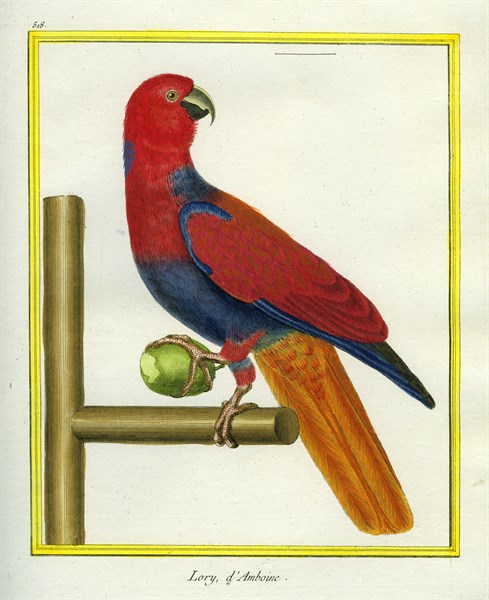 Red Lory
