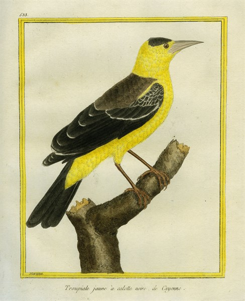 Yellow-rumped Marshbird