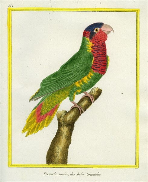 Red-breasted Parakeet