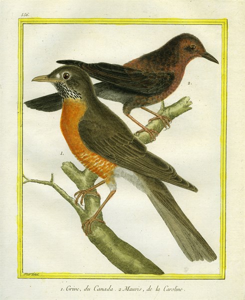 Brooks' Varied Thrush and Redwing