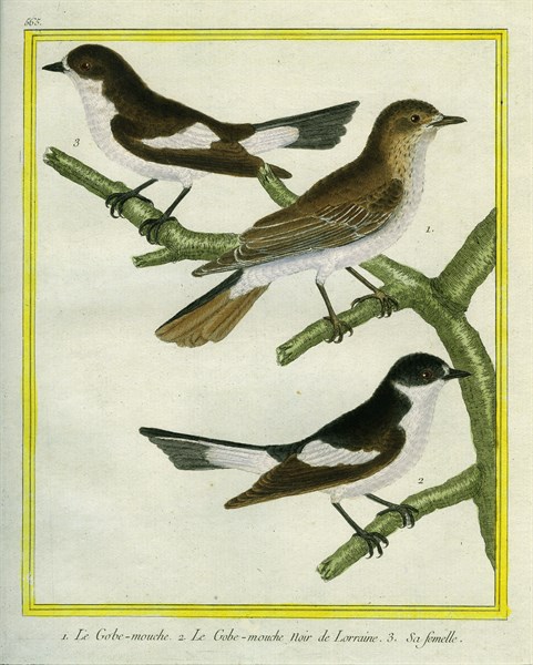 Le Gobe-mouche, le Le Gobe-mouche noir de Lorraine et sa femelle