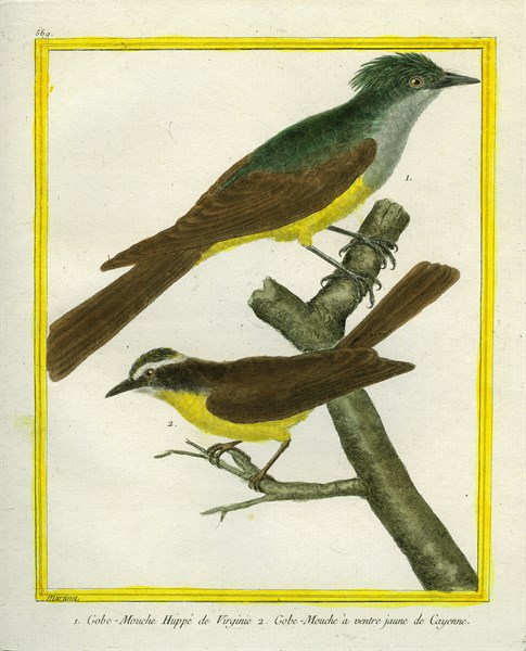 Great Crested Flycatcher and Yellow-breasted Flatbill
