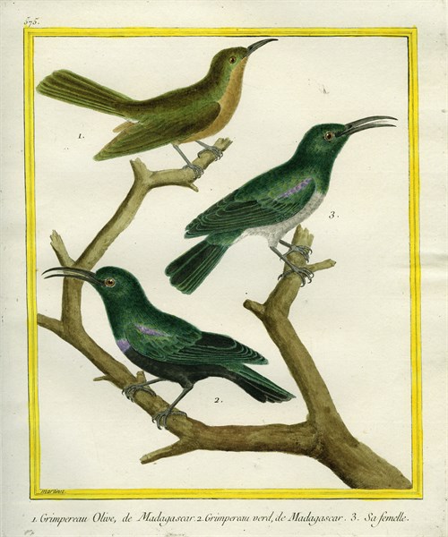 Le Grimpereau Olive, le Grimpereau vert de Madagascar et sa femelle