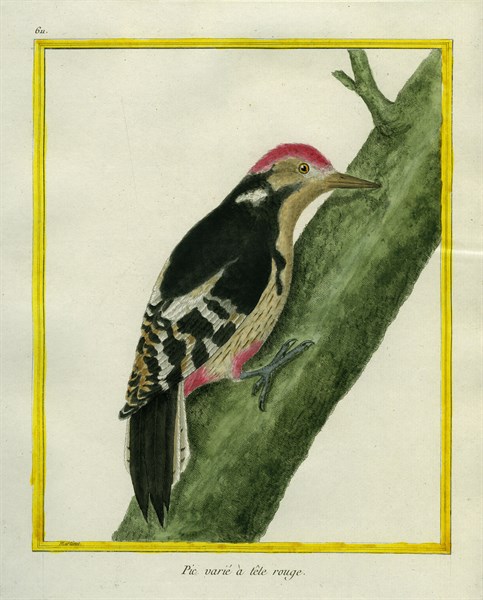 Red-bellied Woodpecker