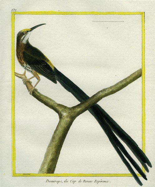 Cape Sugarbird