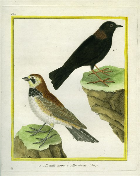 Black Lark and