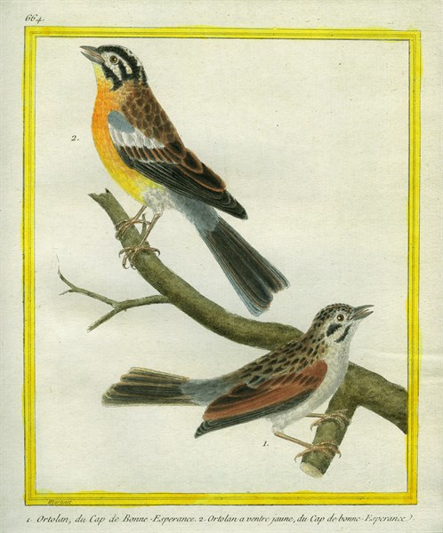 Shrike and l'Ortolan à ventre jaune du Cap de Bonne-Espérance