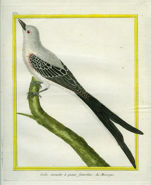 Le Gobe-Mouche à queue fourchue du Mexique