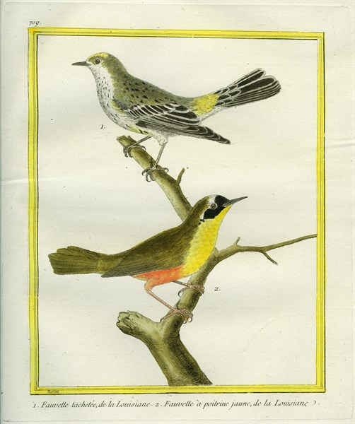 La Fauvette tachetée and Yellow-throated Warbler