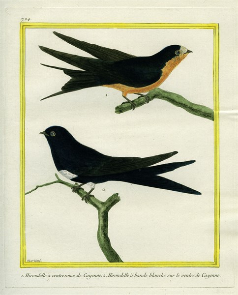 Red-breasted Swallow and Barn Swallow