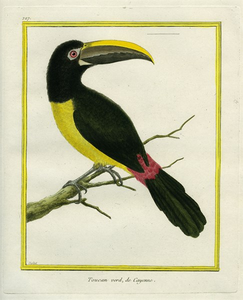 Le Toucan vert de Cayenne