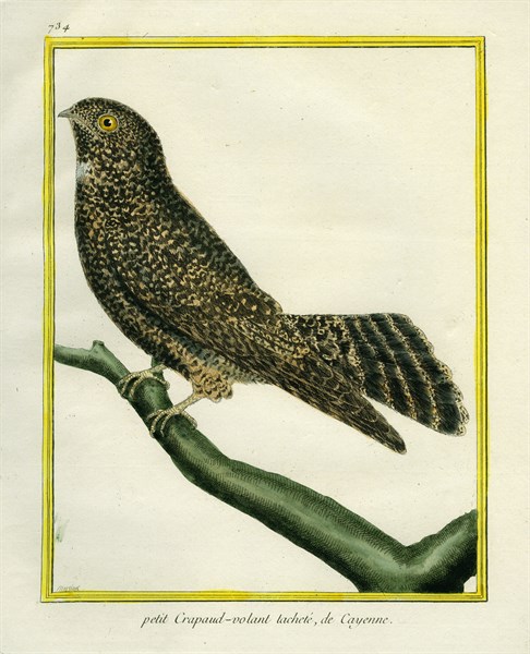 White-tailed Nightjar