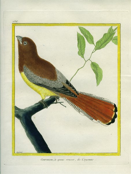 Black-throated Trogon