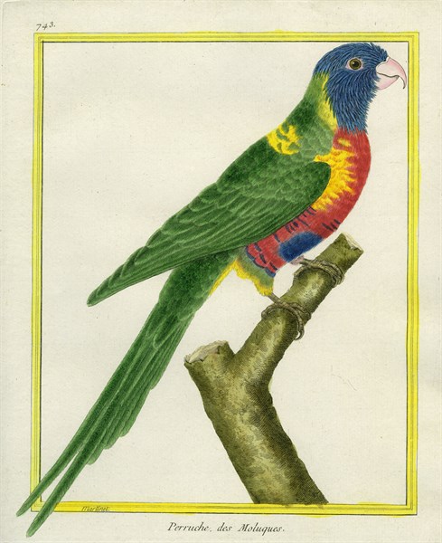 Moluccan King Parrot