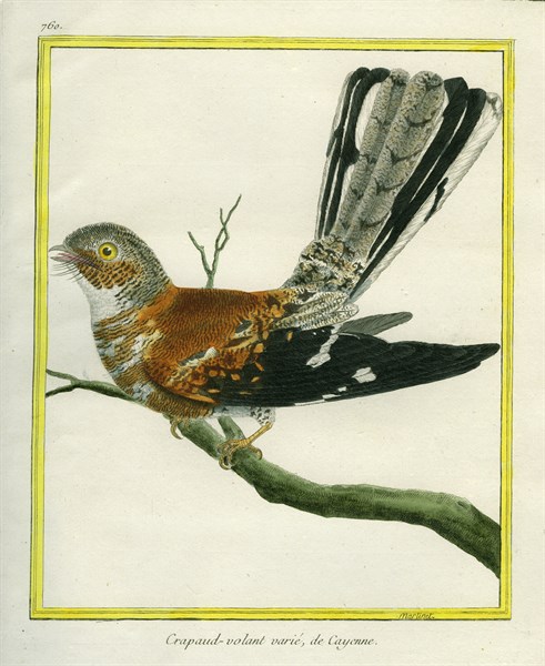 White-tailed Nightjar