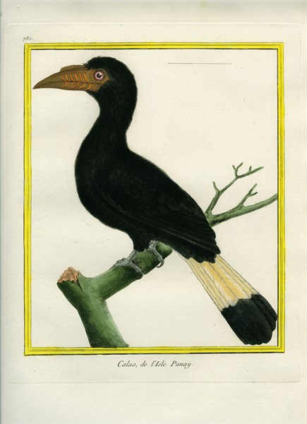Tarictic Hornbill