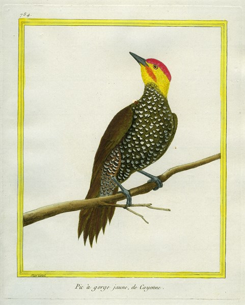 Yellow-throated Woodpecker