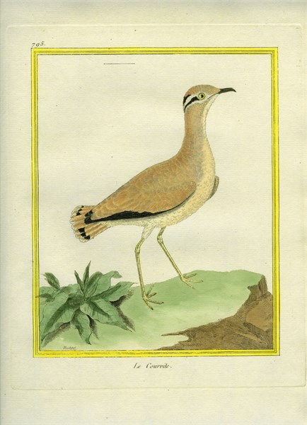 Courser