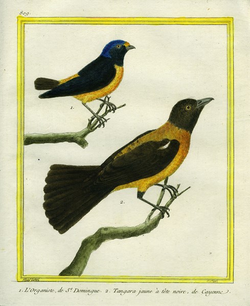 Antillean Euphonia and Black-headed Oriole