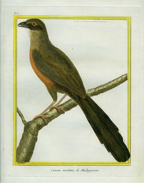 Red-breasted Coua