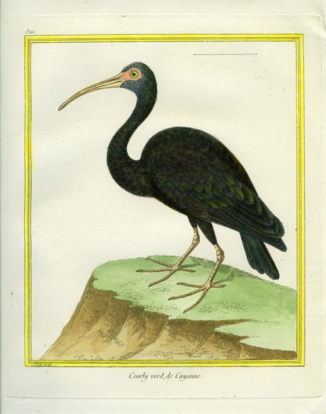 Green Ibis
