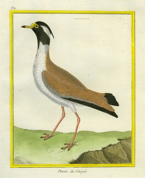 Black-headed Lapwing