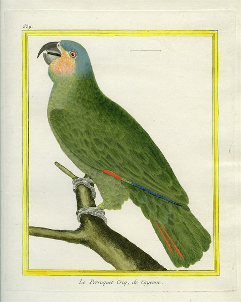 Orange-winged Amazon