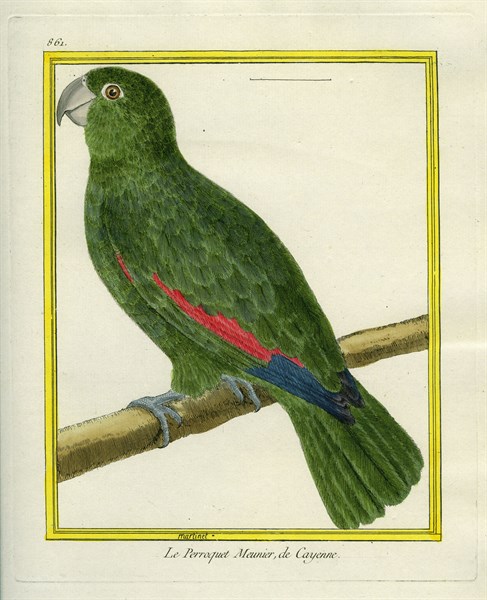 Mealy Amazon