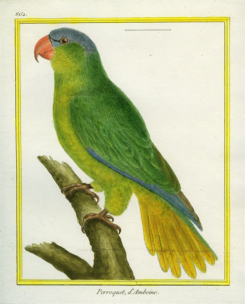 Black-lored Parrot