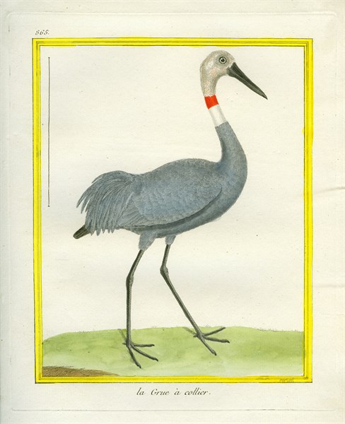Sarus Crane