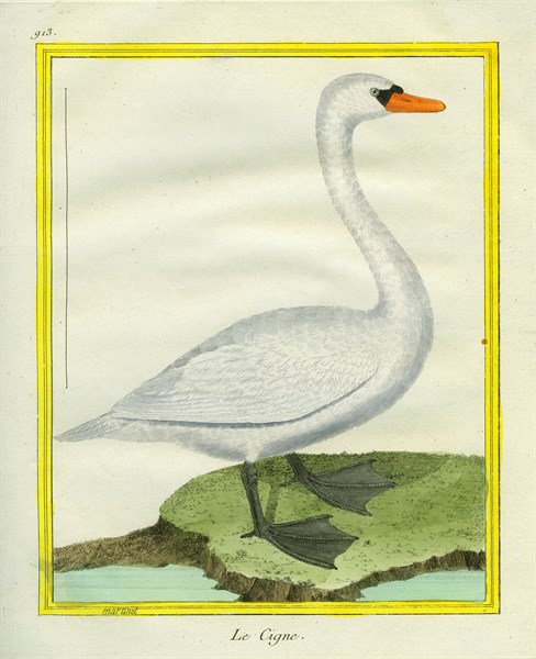 Mute Swan
