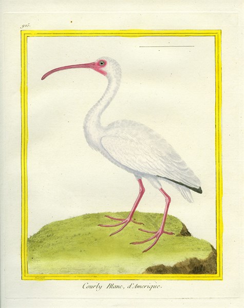 American White Ibis