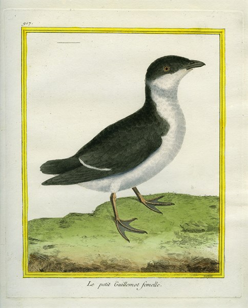 Female Guillemot