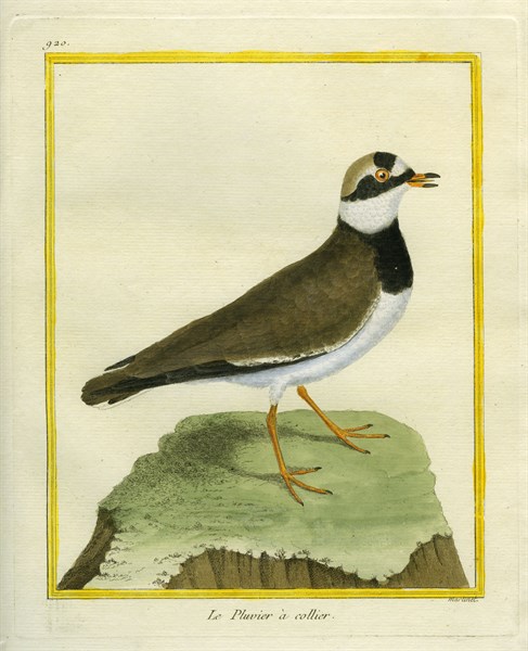 Collared Plover