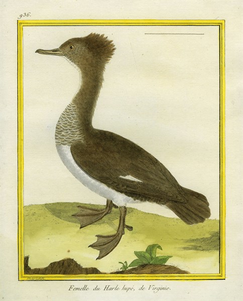 Female Red-breasted Merganser