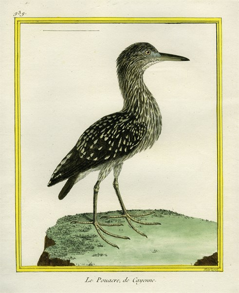 Forest Bittern