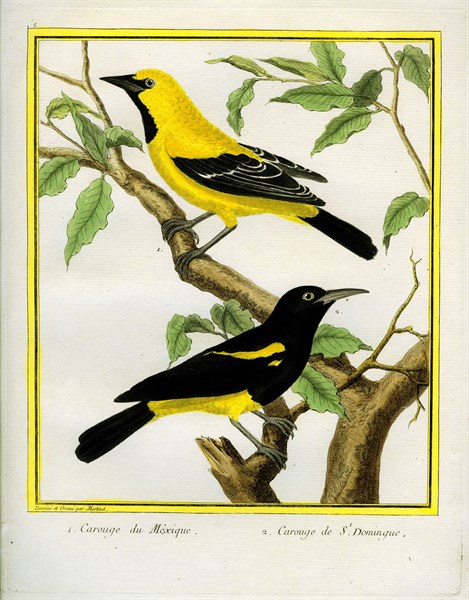 Black-hooded Oriole and Hispaniolan Oriole formerly, Greater Antillean Oriole