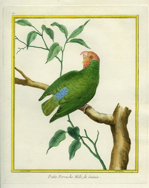 Male Red-headed Lovebird