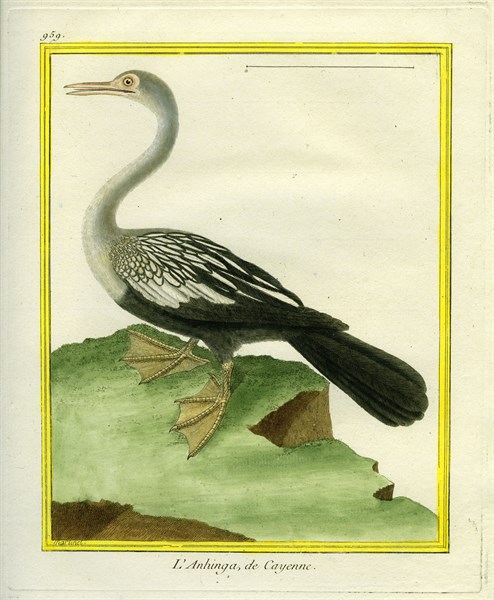 Anhinga