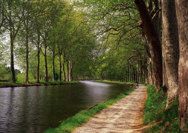 Castelnaudary, alignement de platanes